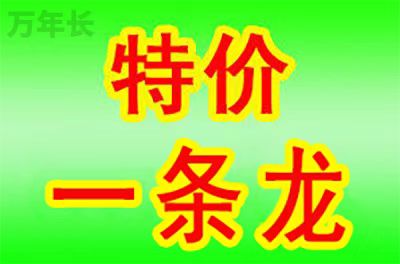 深圳广东省深圳市福田区墓地价格查询